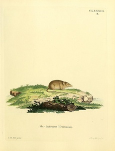 Harvest Mouse