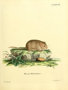 Hazel Dormouse