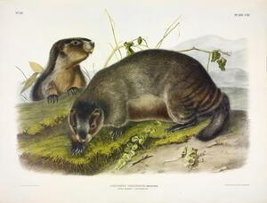 Hoary Marmot