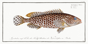 Honeycomb Grouper
