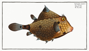 Humpback Turretfish Camel Cowfish