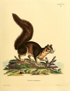 Indian Giant Squirrel