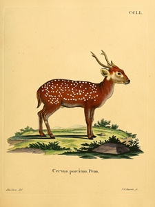 Indian Hog Deer