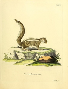 Indian Palm Squirrel