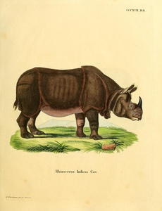 Indian Rhino