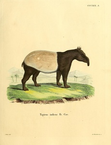 Indian Tapir