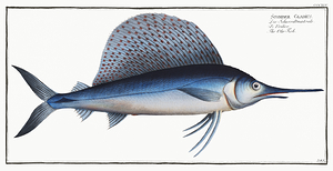 Indo Pacific Sailfish