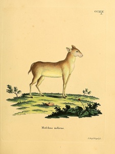 Java Mouse Deer