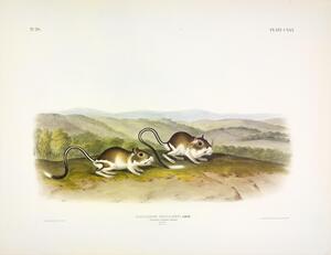 Jerboa