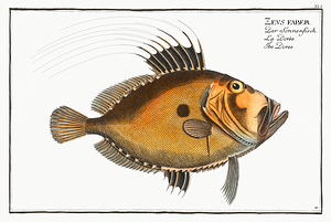 John Dory