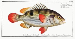 Johns Golden Snapper
