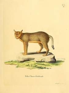Jungle Cat