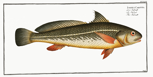 Karut Croaker Purple Jewfish