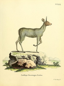 Klipspringer