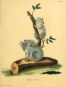 Koala Bear