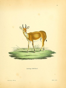 Kob