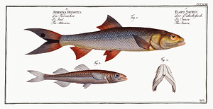 Ladyfish Tenpounder  Mediterranean Sand Smelt