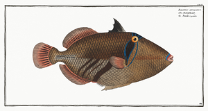 Lagoon Blackbar Triggerfish