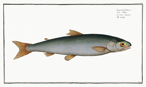 Lake Char