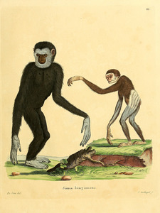 Lar White Handed Gibbon