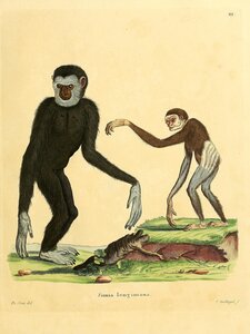 Lar White Handed Gibbon