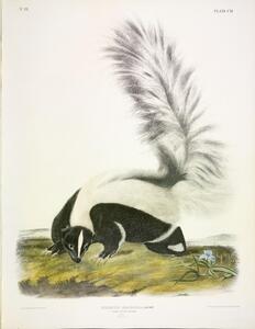 Large Tailed Skunk