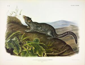 Large Tailed Spermophile