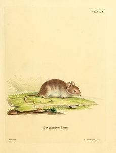 Least Chipmunk