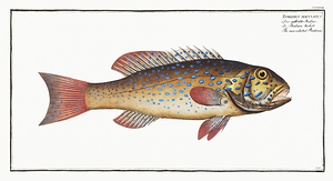 Leopard Spotted Coral Grouper