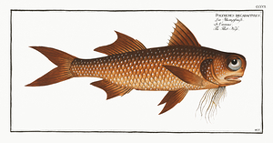 Lesser African Threadfin
