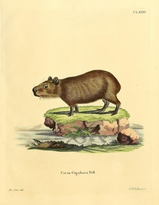 Lesser Capybara