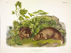 Lewis  Marmot