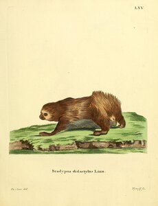 Linnaeus s Two Toed Sloth