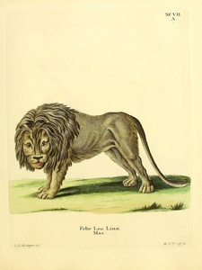 Lion