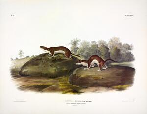 Little Brown Weasel