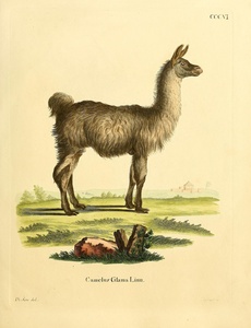 Llama