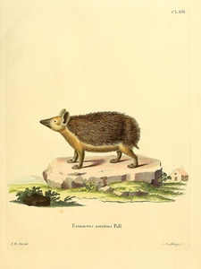 Long Eared Hedgehog