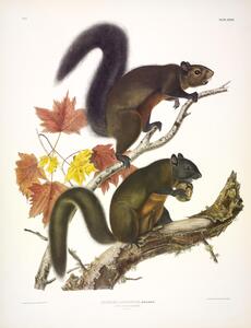 Long Haired Squirrel