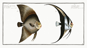 Longfin Batfish  Orbicular Batfish