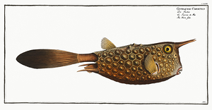 Longhorn Cowfish