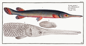 Longnose Gar