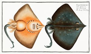 Longnose Skate