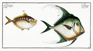 Lookdown  Pugnose Barred Ponyfish