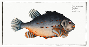 Lumpsucker Lumpfish