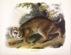 Lynx
