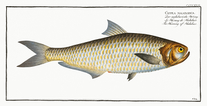 Malabar Thryssa