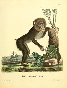 Mandrill