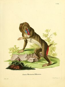 Mandrill 2