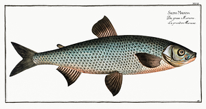 Maraena Whitefish