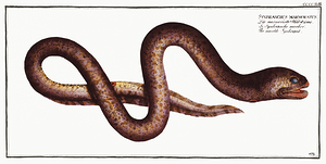 Marbled Swamp Eel